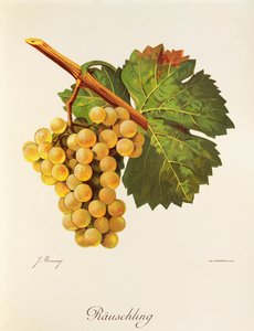 Rauschling-drue av J. Troncy av Jules Troncy