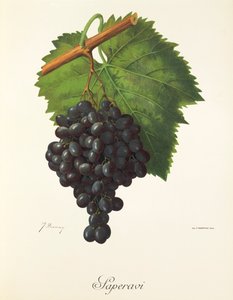 Saperavi-drue av J. Troncy av Jules Troncy