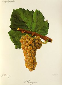 Sauvignon-drue av J. Troncy av Jules Troncy