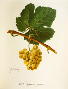 Savagnin Jaune-drue av J. Troncy av Jules Troncy