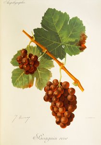 Savagnin Rose-drue av J. Troncy av Jules Troncy