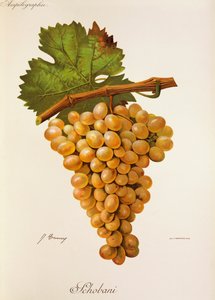Schobani-drue av J. Troncy av Jules Troncy