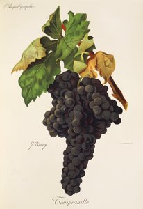 Tempranillo-drue av J. Troncy