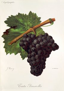 Rød gul drue av J. Trancy av Jules Troncy