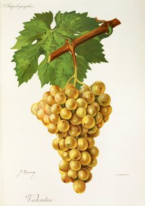 Valentin-drue av J. Troncy av Jules Troncy