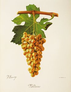 Verdesse-drue av J. Troncy av Jules Troncy