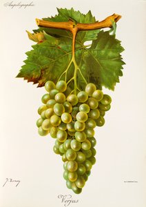 Verjus-drue av J. Troncy av Jules Troncy