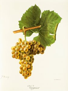 Viognier-drue av J. Troncy