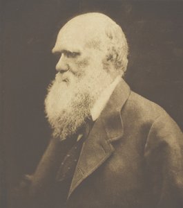 Charles Darwin, 1868, trykt ca. 1893. av Julia Margaret Cameron