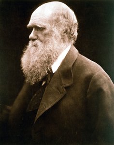 Charles Darwin , britisk naturforsker, ca 1870-tallet av Julia Margaret Cameron