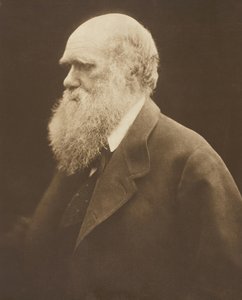 Charles Darwin, ca. 1868, trykt 1875. av Julia Margaret Cameron