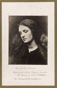 Villblomsten av Julia Margaret Cameron