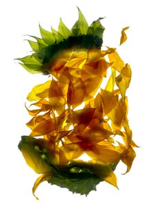 Chiquita Sunflower (digitalt fotogram, digitalt originaltrykk)