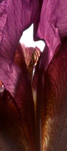 Iris Shrine Purple, 2011, (digitalt fotogram, digitalt originaltrykk)