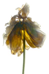 Peony Stand White (digitalt fotogram, digitalt originaltrykk)