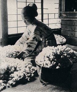 5000 silkeormer spiser 125 lbs morbær for 8 nøster silke, og lager en kimono, c1900, 1921