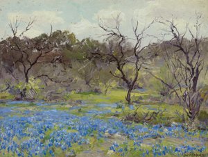 Tidlig vår - Bluebonnets og Mesquite