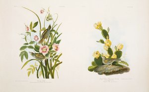 Seaside Finch/Grass Finch, eller Bay-Winged Bunting, etter J.J. Audubons "Birds of America"