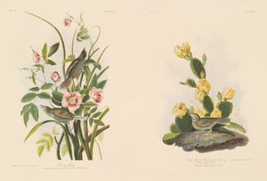 Seaside Finch; og Graffink eller Bay-Winged Bunting av Julius Bien after John James Audubon