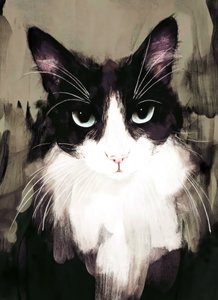 Intens blikk fra en katt av Justyna Jaszke