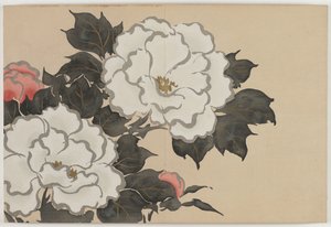 Flowers of a Hundred Worlds (Momoyogusa): Peoner (Fukamigusa) av Kamisaka Sekka