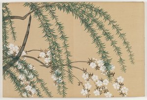 Flowers of a Hundred Worlds (Momoyogusa): Willow and Cherry (Yanagizakura)