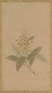 En gren av mispel, Edo-perioden, 1600-tallet. av Kanō Tan’yū