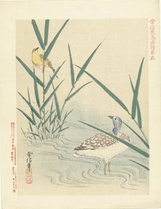 Vannfugl ser på gul sangfugl Blomster- og fugleskisser av Kano Tsunenobu (serietittel) Kano Tsunenobu kacho gafu (serietittel på objekt)