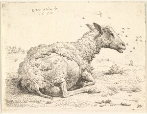 Delvis avklippede sauer som ligger i gresset med insekter svevende rundt hodet, 1655.