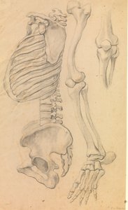 Ryggraden med thorax og bekken, profil til venstre; også bein i et venstre ben fra hofte til tåtupp og detaljer i et kne. (1662?).