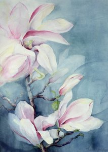 Magnolia Soulangeana (vertikal)