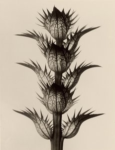  av Karl Blossfeldt