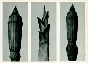 Horsetail Rush, 1929 (fotogravyr)