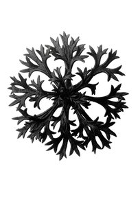 Originale former for kunst av Karl Blossfeldt