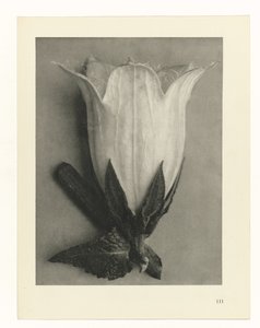 Plantestudier Arketyper av kunst: fotografiske bilder av planter (serietittel) av Karl Blossfeldt