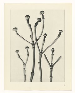 Plantestudier Arketyper av kunst: fotografiske bilder av planter (serietittel) av Karl Blossfeldt