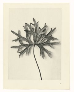 Plant Studies Archetypes of Art: Photographic Images of Plants (serietittel) av Karl Blossfeldt