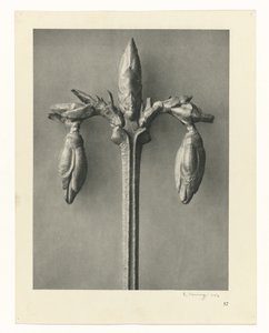 Plantestudier Arketyper av kunst: fotografiske bilder av planter (serietittel) av Karl Blossfeldt
