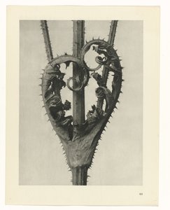 Plantestudier Arketyper av kunst: fotografiske bilder av planter (serietittel) av Karl Blossfeldt