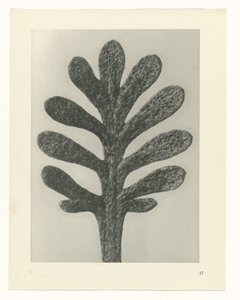 Plant Studies Archetypes of Art: Photographic Images of Plants (serietittel) av Karl Blossfeldt
