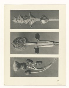 planlegge studie Archetypes of Art (serietittel) av Karl Blossfeldt