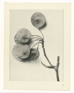 planlegge studie Archetypes of Art (serietittel) av Karl Blossfeldt