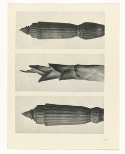 planlegge studie Archetypes of Art (serietittel) av Karl Blossfeldt