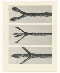 Planstudie Urformen der Kunst (serietittel) av Karl Blossfeldt
