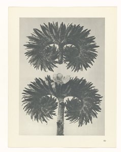 planlegge studie Archetypes of Art (serietittel) av Karl Blossfeldt