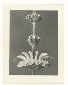 planlegge studie Archetypes of Art (serietittel) av Karl Blossfeldt