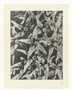 planlegge studie Archetypes of Art (serietittel) av Karl Blossfeldt