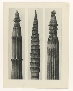 planlegge studie Archetypes of Art (serietittel) av Karl Blossfeldt