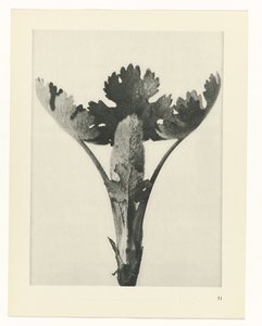 planlegge studie Archetypes of Art (serietittel) av Karl Blossfeldt