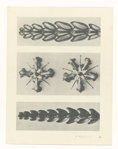 planlegge studie Archetypes of Art (serietittel) av Karl Blossfeldt